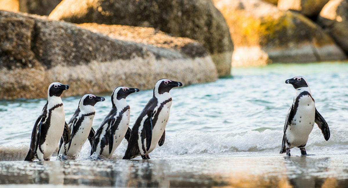 SANCCOB - Southern African Foundation for the Conservation of Coastal Birds